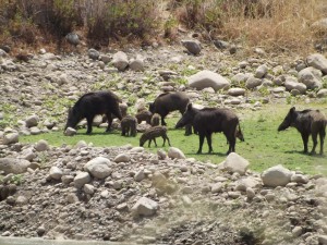 משפחה של חזירי בר מבט מהג׳יפ של פלגי בזלת